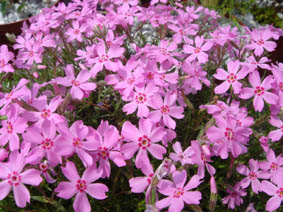 Phlox subulata 'Daisy Hill